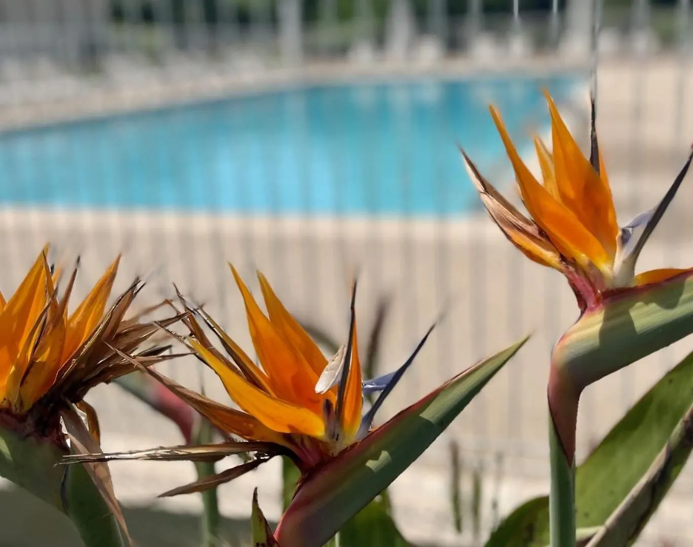 Studio 14 - Les Suites De Robinson - Residence Avec Piscine En Bord De Siagne, A Mandelieu Francia
